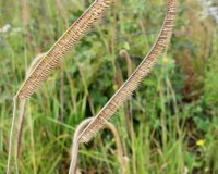 ctenium aromaticum.jpg
